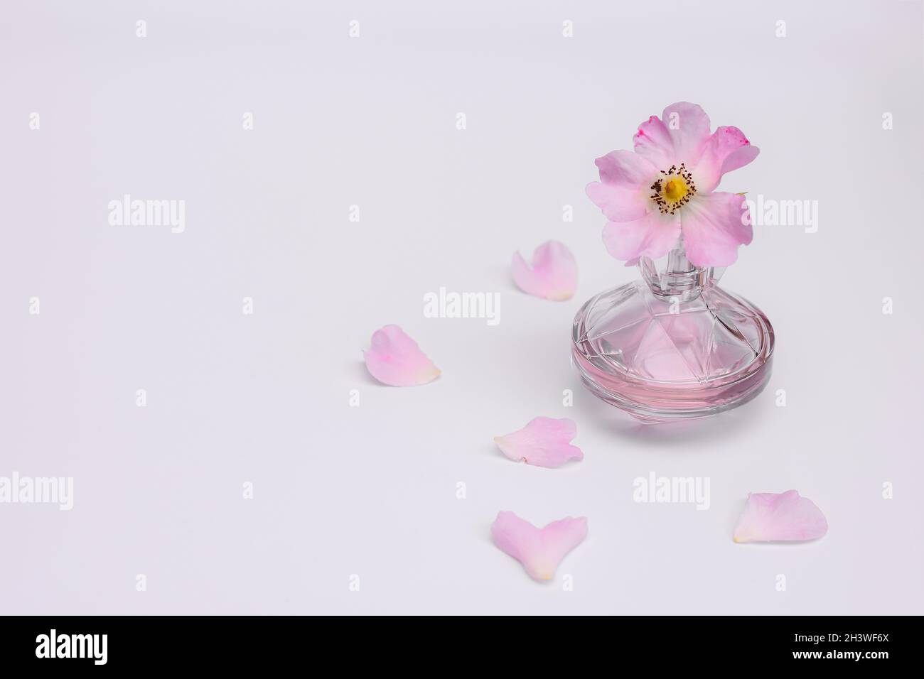 Damenparfüm, rosa Blume, Blütenblätter auf weißem Hintergrund. Stockfoto