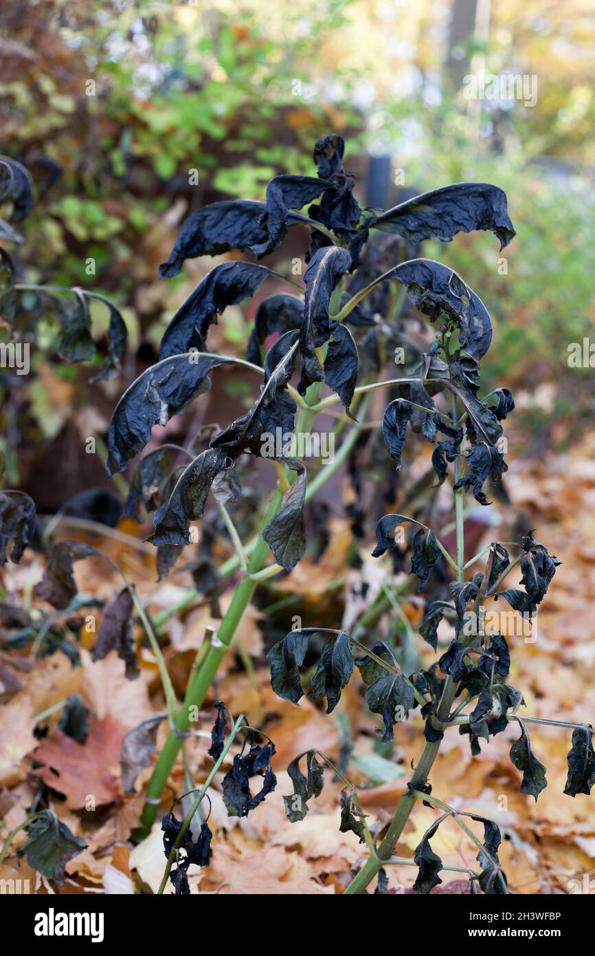 Dahlien, die von Frost angegriffen werden Stockfoto