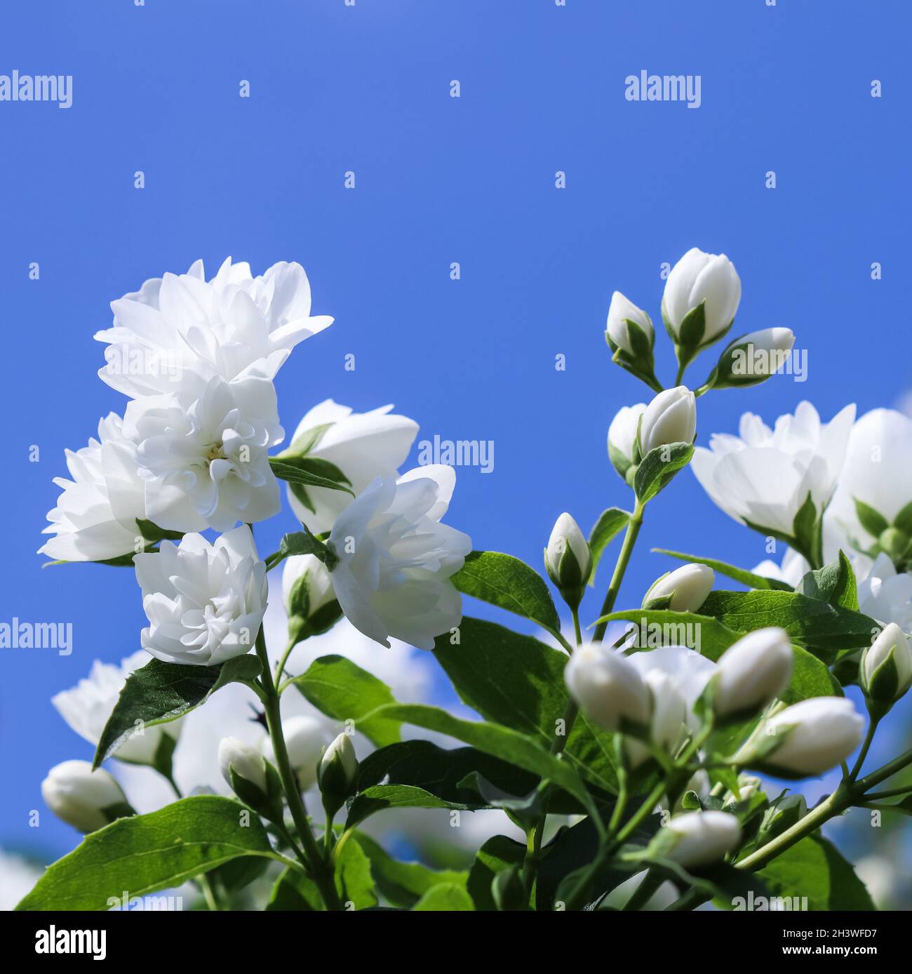 Weiße Terry-Jasmin blüht im Garten vor blauem Himmel Stockfoto