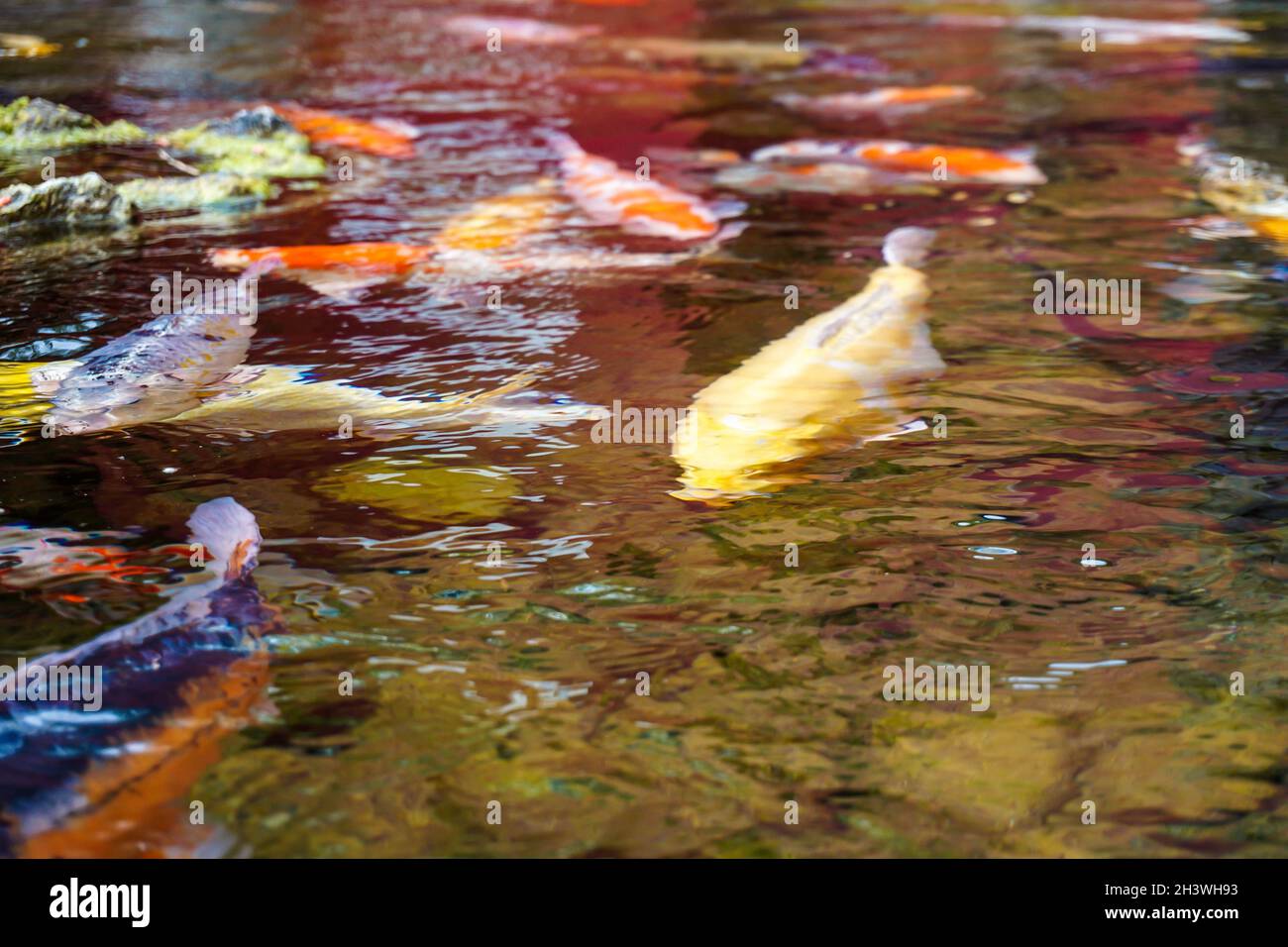 Ein See voller großer und farbenfroher Fische, die auf der Wasseroberfläche schwimmen. Foto in der Nähe des Fisches Stockfoto