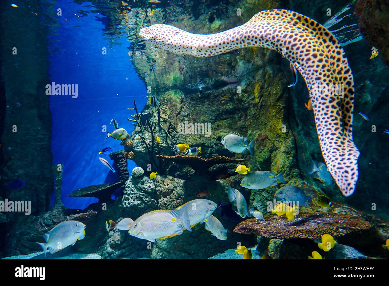 Wunderbare Wasserfauna mit bunten Fischen, Korallen und einem Leopardenaal Stockfoto