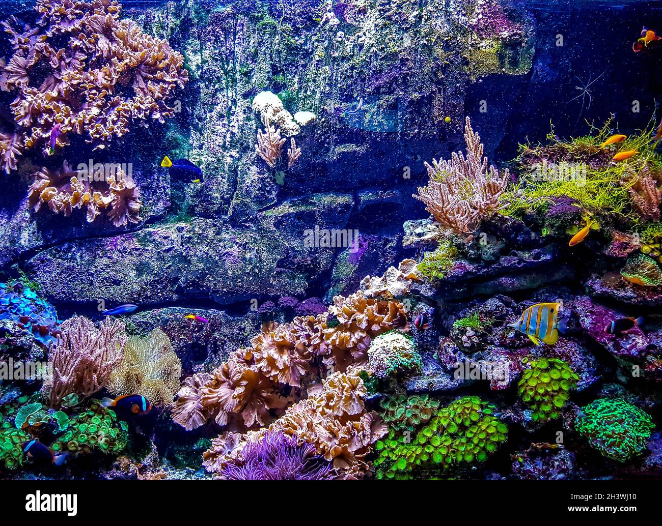 Unterwassertapete mit Fischen und Korallen. Unterwasserwelt Landschaft Hintergrund. Stockfoto