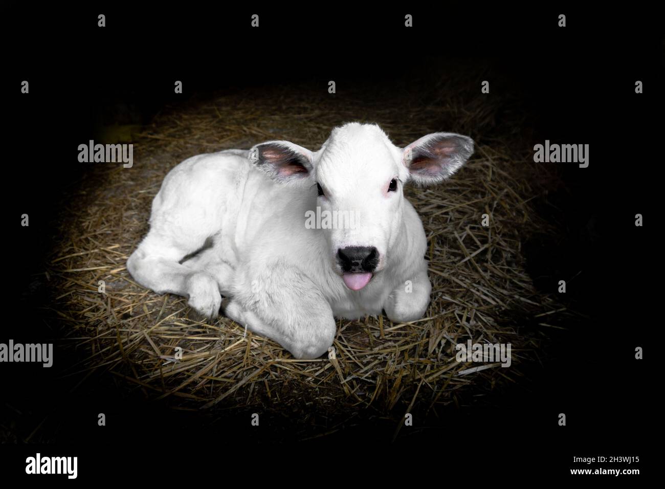 Entzückendes Baby Kalb, das sich in Trinkhalmen mit der Zunge nach außen und mit niedlichen flauschigen Ohren niederlegt Stockfoto