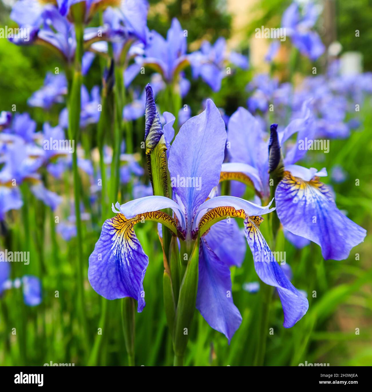 Blühende violett iris Blumen im Garten. Gartenarbeit Konzept. Blume Hintergrund Stockfoto