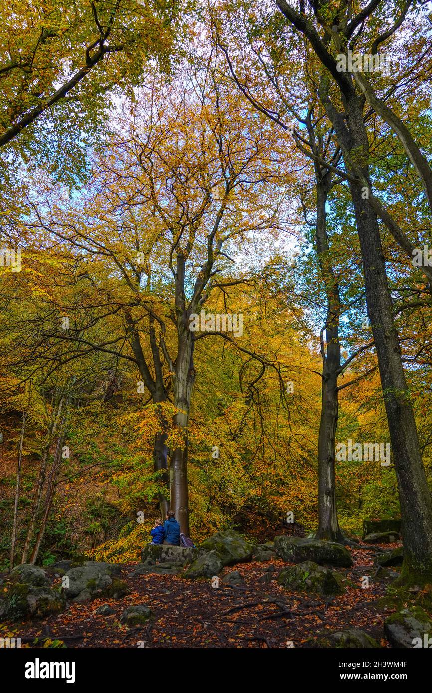 Farbenfrohe Herbstwälder in Padley Gorge, Peak District National Park, Derbyshire Stockfoto