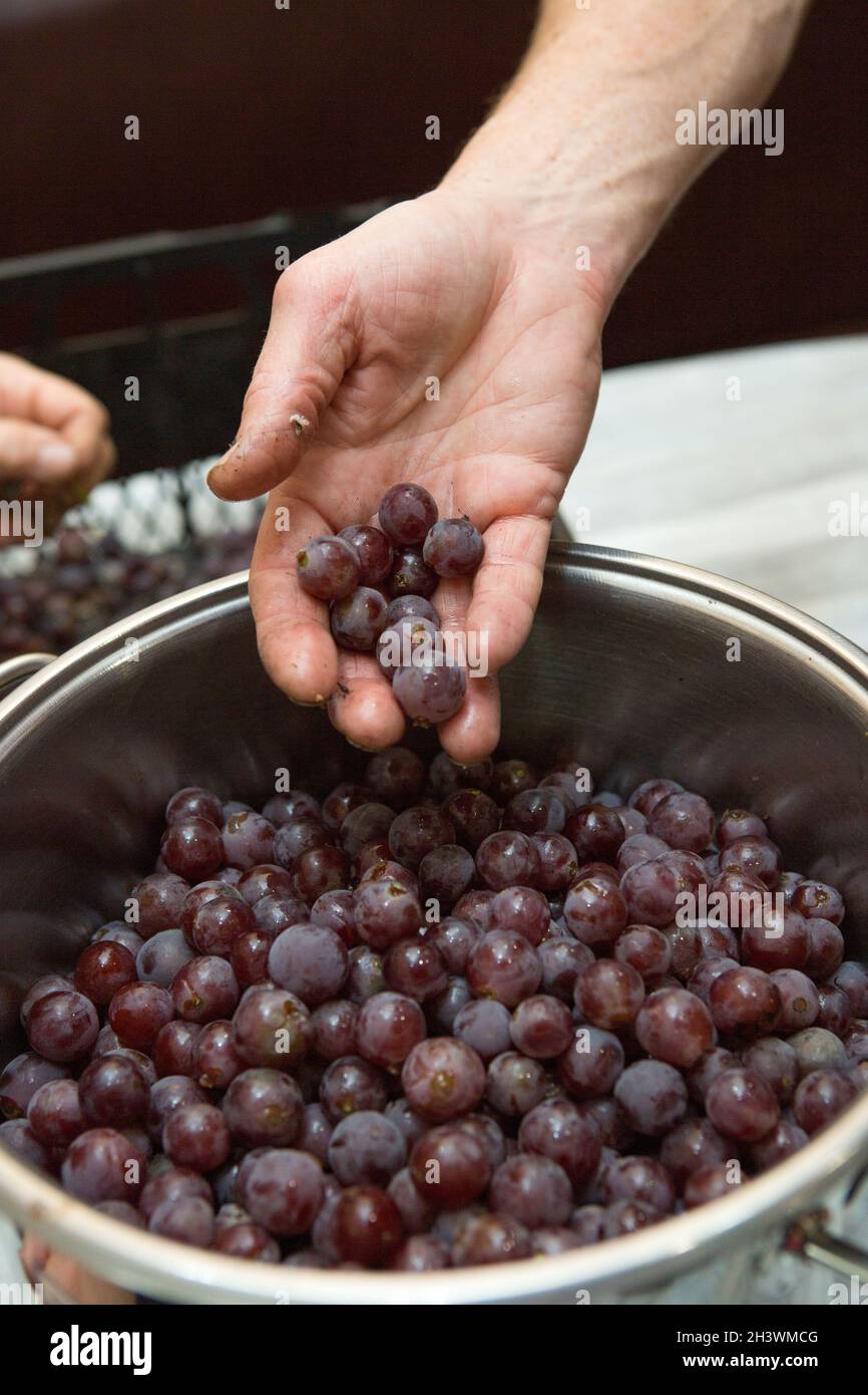 Der Prozess der Herstellung von hausgemachtem Wein. Die reifen Trauben  werden aus den Zweigen geschält. Das Konzept der Herstellung von Craft  Drinks Stockfotografie - Alamy