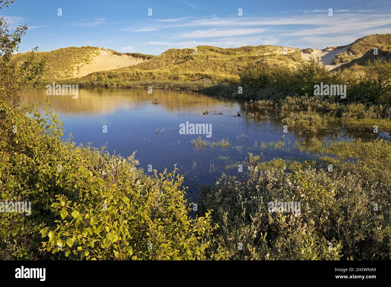 Nehrungs See mit Dünenlandschaft, Insel Amrum, Nordfriesland, Schleswig-Holstein, Deutschland, Europa Stockfoto