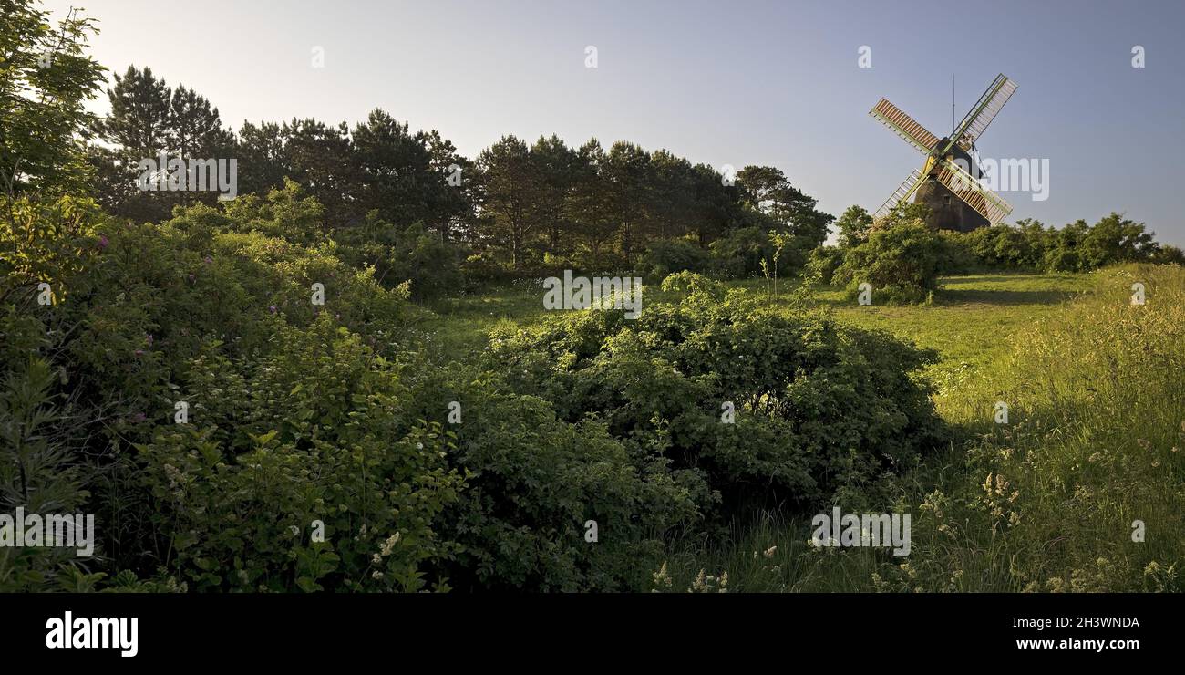 Landschaft mit Windmühle vom Typ Kellerholländer, Nebel, Insel Amrum, Deutschland, Europa Stockfoto