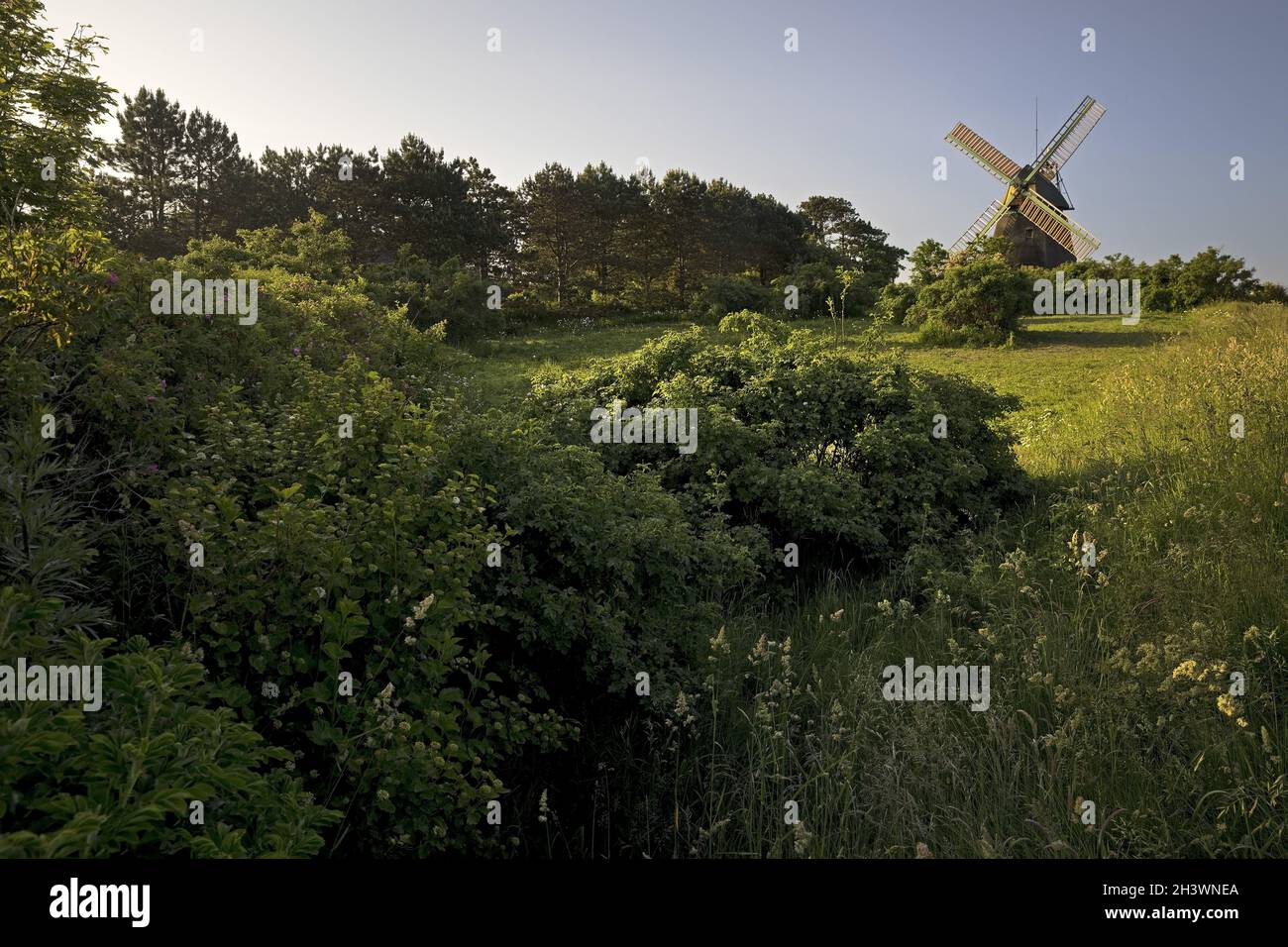 Landschaft mit Windmühle vom Typ Kellerholländer, Nebel, Insel Amrum, Deutschland, Europa Stockfoto