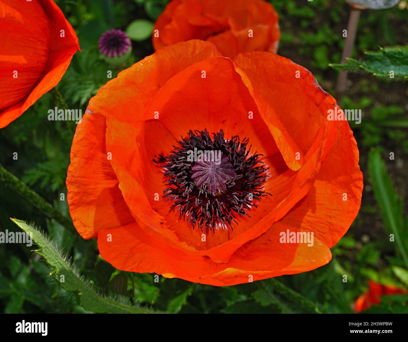 Maismohn, Feldmohn, Maisrose Stockfoto
