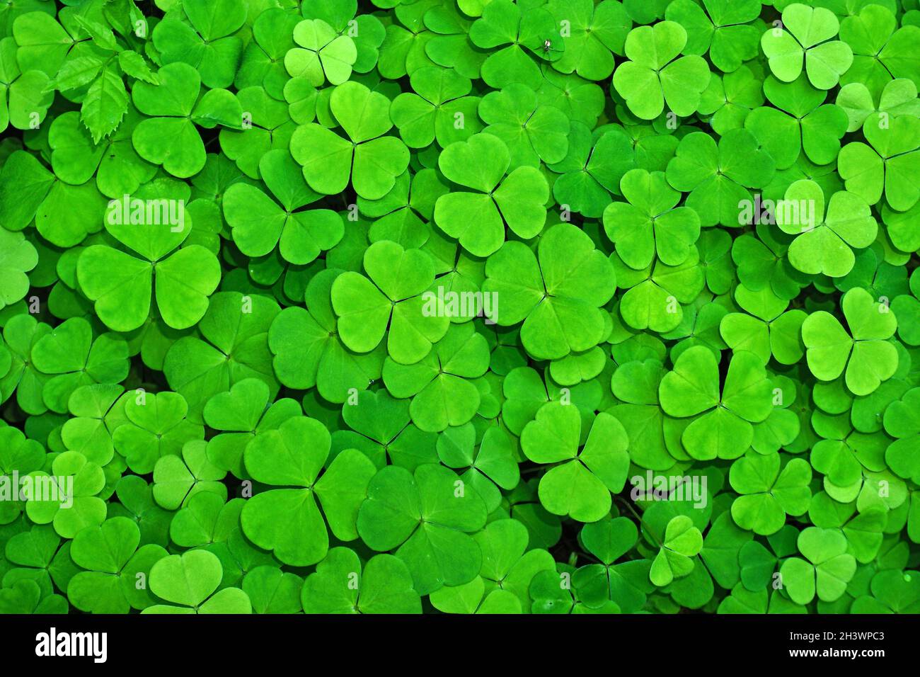 Holzschnäpfe, Kleeblätter, Trefoils Stockfoto