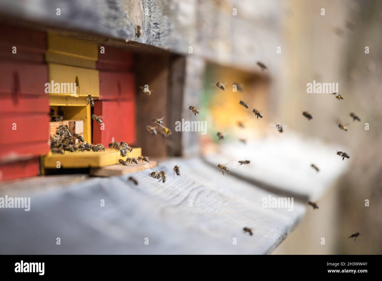 Bienenstock: Fliegen zu den Landeplatten Stockfoto