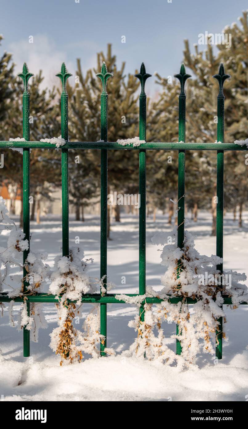 Im klassischen Design gefrorene Eisenstangen des Gartenzauens. Wilde Reben, die in Eisenstangen eingewickelt waren, wurden ebenfalls gefroren. Stockfoto