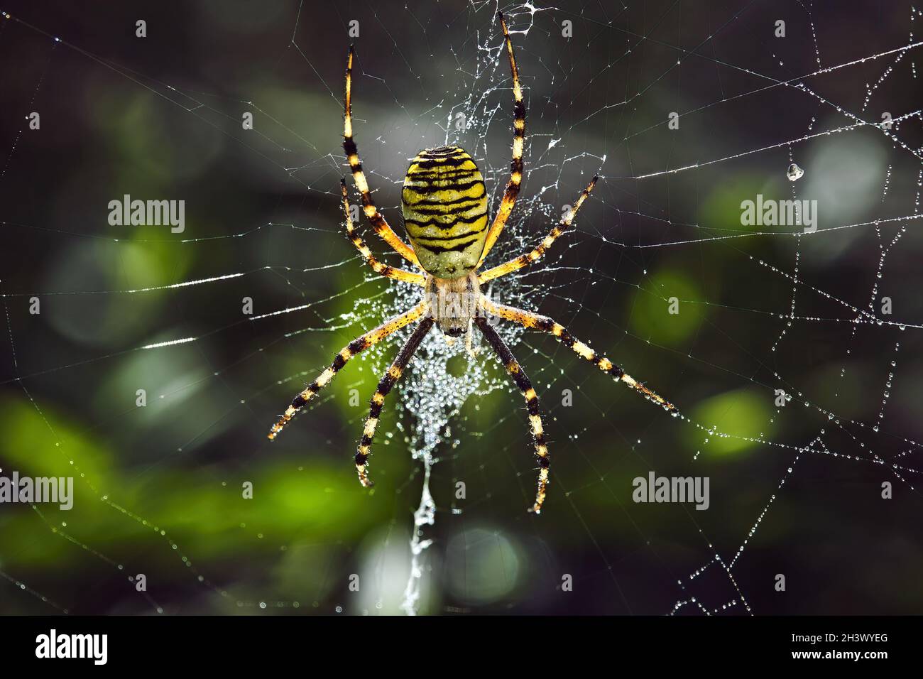 Wespenspinne (Argiope bruennichi). Stockfoto