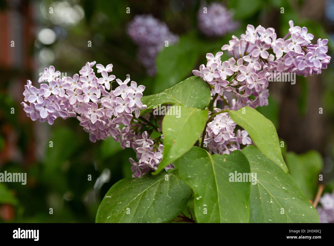 Flieder ist der gemeinsame Name der Olivenfamilie. Flieder ist sehr beständig gegen Kälte, die in der Dekoration von Gärten und Parks weit verbreitet ist. Stockfoto