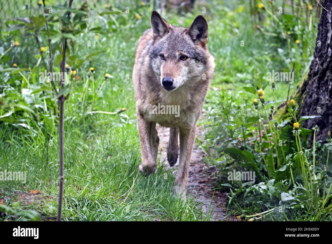 Europäische Wolf (Canis lupus). Stockfoto