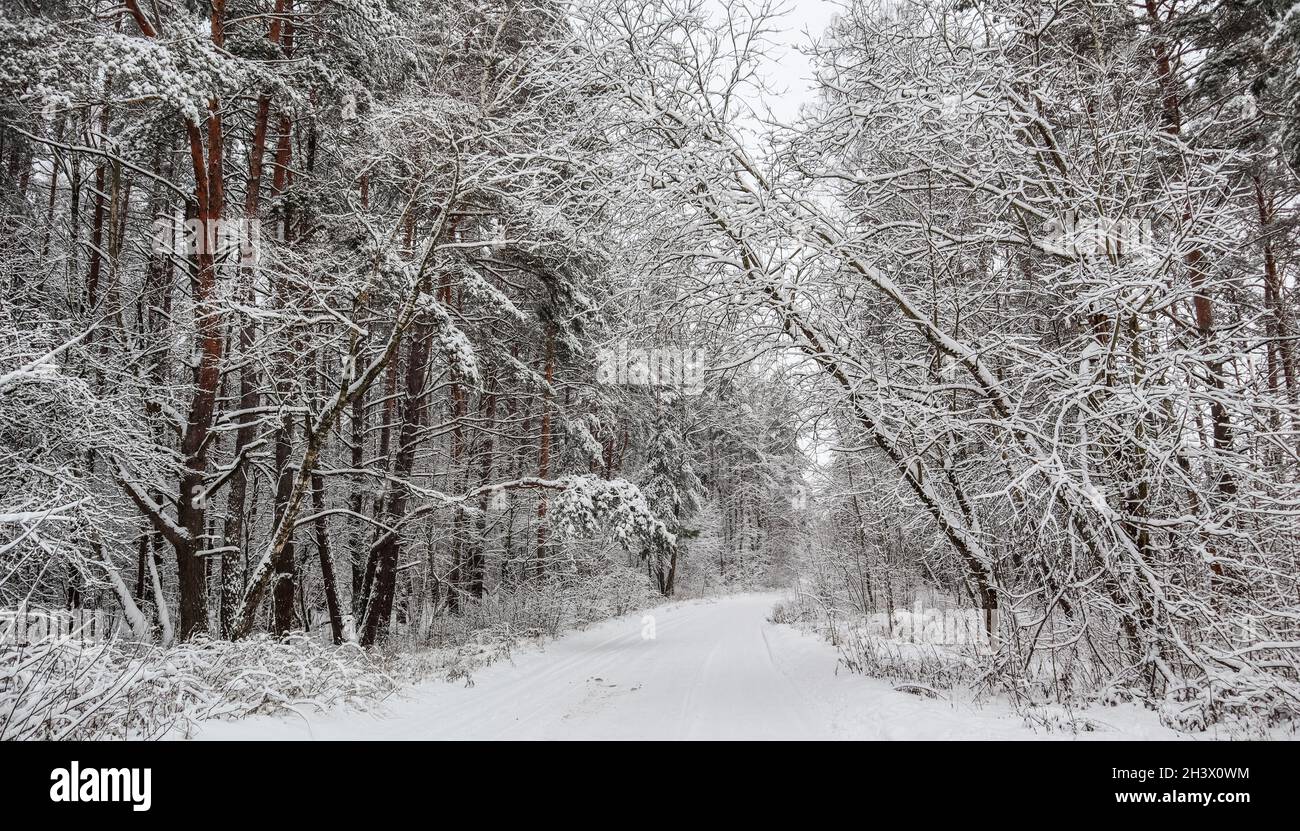 Schönen Winter Forest mit schneebedeckten Bäumen und einem weißen Straße. Märchen Stockfoto