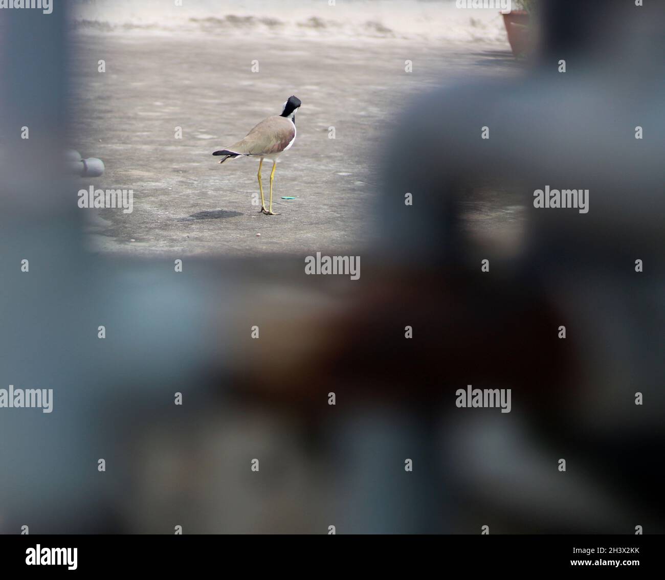 Ein Vogel hat lange Beine, Tageslicht Stockfoto