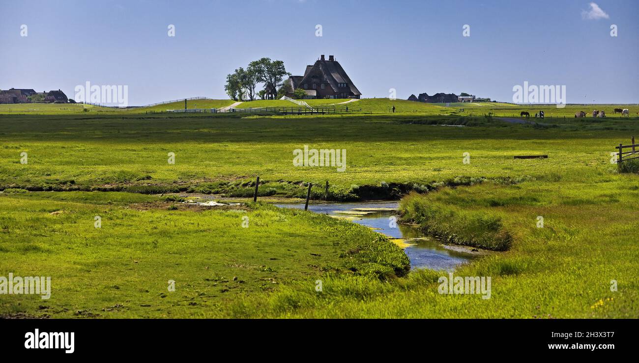 Die Kirchwarte mit Sumpfland, Hallig Hooge, Nordfriesland, Schleswig-Holstein, Deutschland, Europa Stockfoto