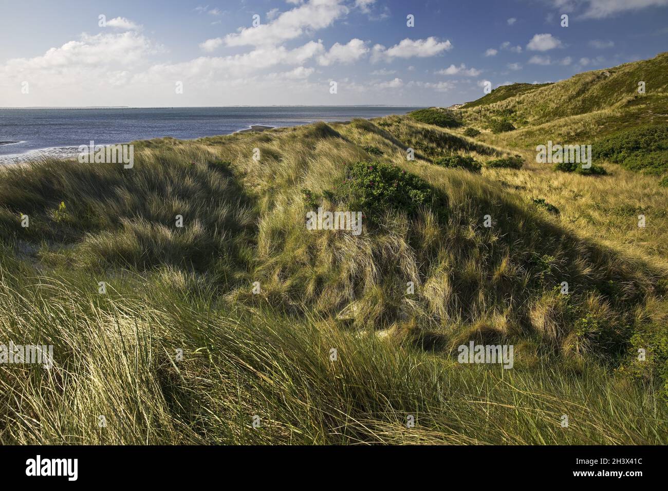 Dünenlandschaft mit Blick auf das Meer, Spucke an der Ostküste, Hoernum, Sylt, Deutschland, Europa Stockfoto