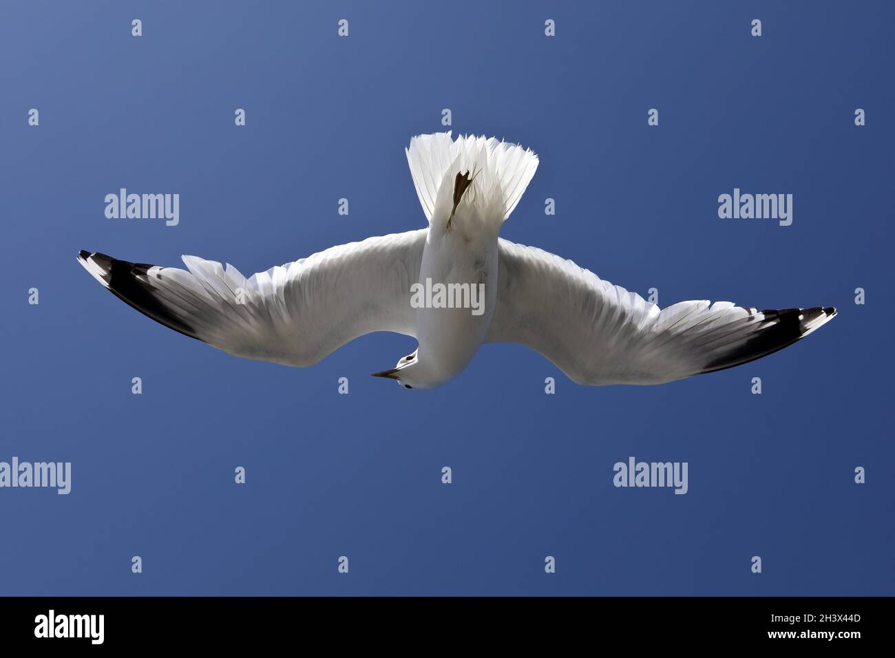 Fliegende Möwen (Larus canus) mit erkennbarem Handflügelmuster, Nordfriesland, Deutschland, Europa Stockfoto