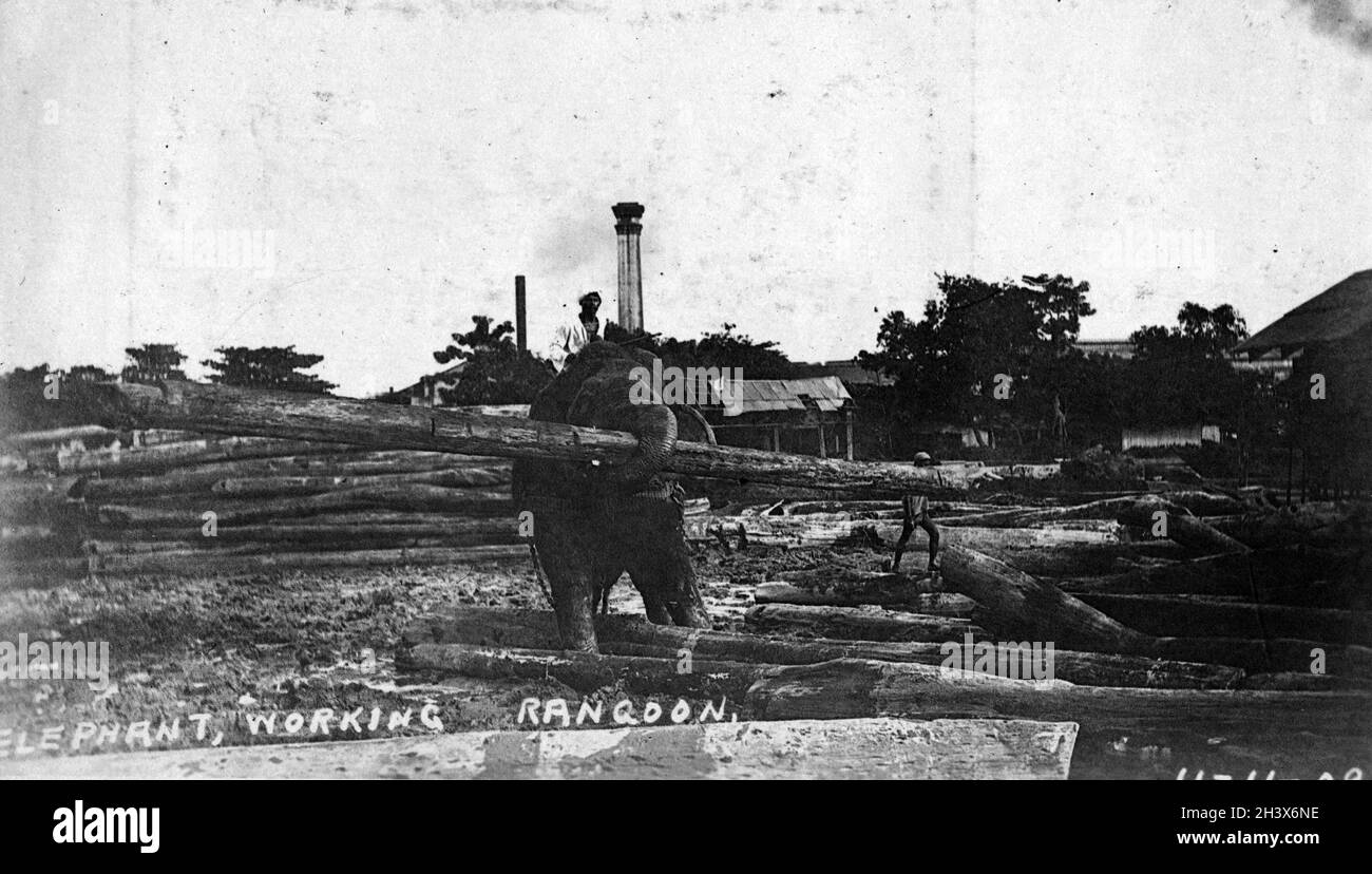 Ein asiatischer Elefant, der auf einem Holzhof arbeitet und Baumstämme trägt, Rangun, 1909. Stockfoto