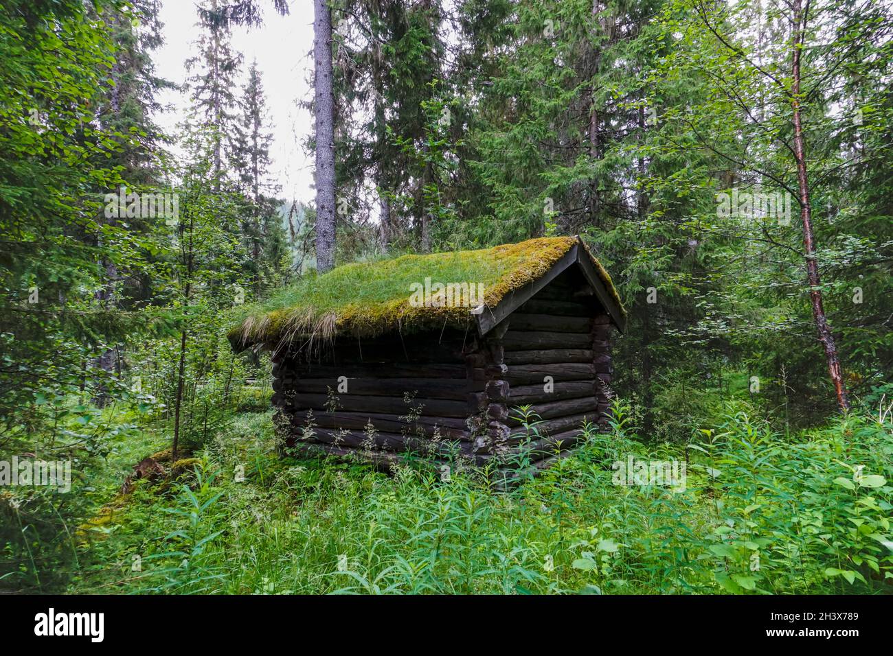 Kleine Holzhütte mit moosbedecktem Dach mitten im Wald Stockfoto