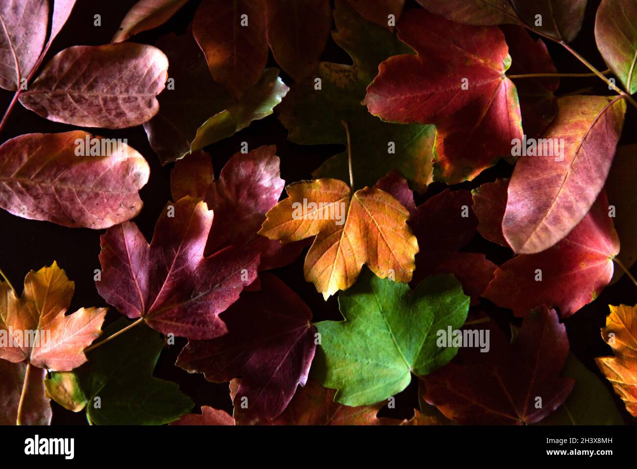 Trockene Herbstblätter, mit verschiedenen Schattierungen (gelb, rot und grün) auf schwarzem Hintergrund. Stockfoto