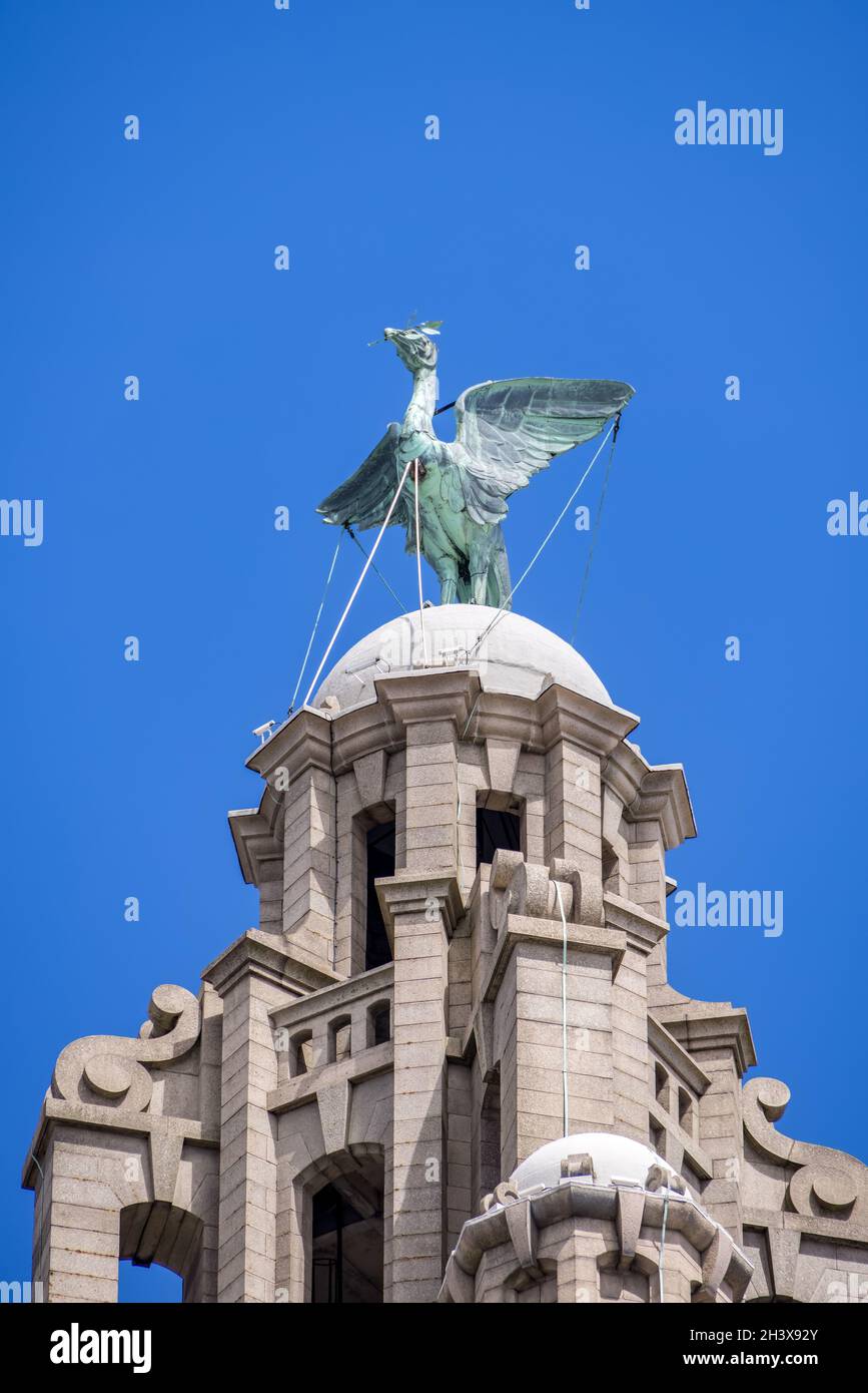 LIVERPOOL, UK - JULY 14 : Lebervogelstatue auf dem Dach des Liver Building in Liverpool, England am 14. Juli 2021. Stockfoto