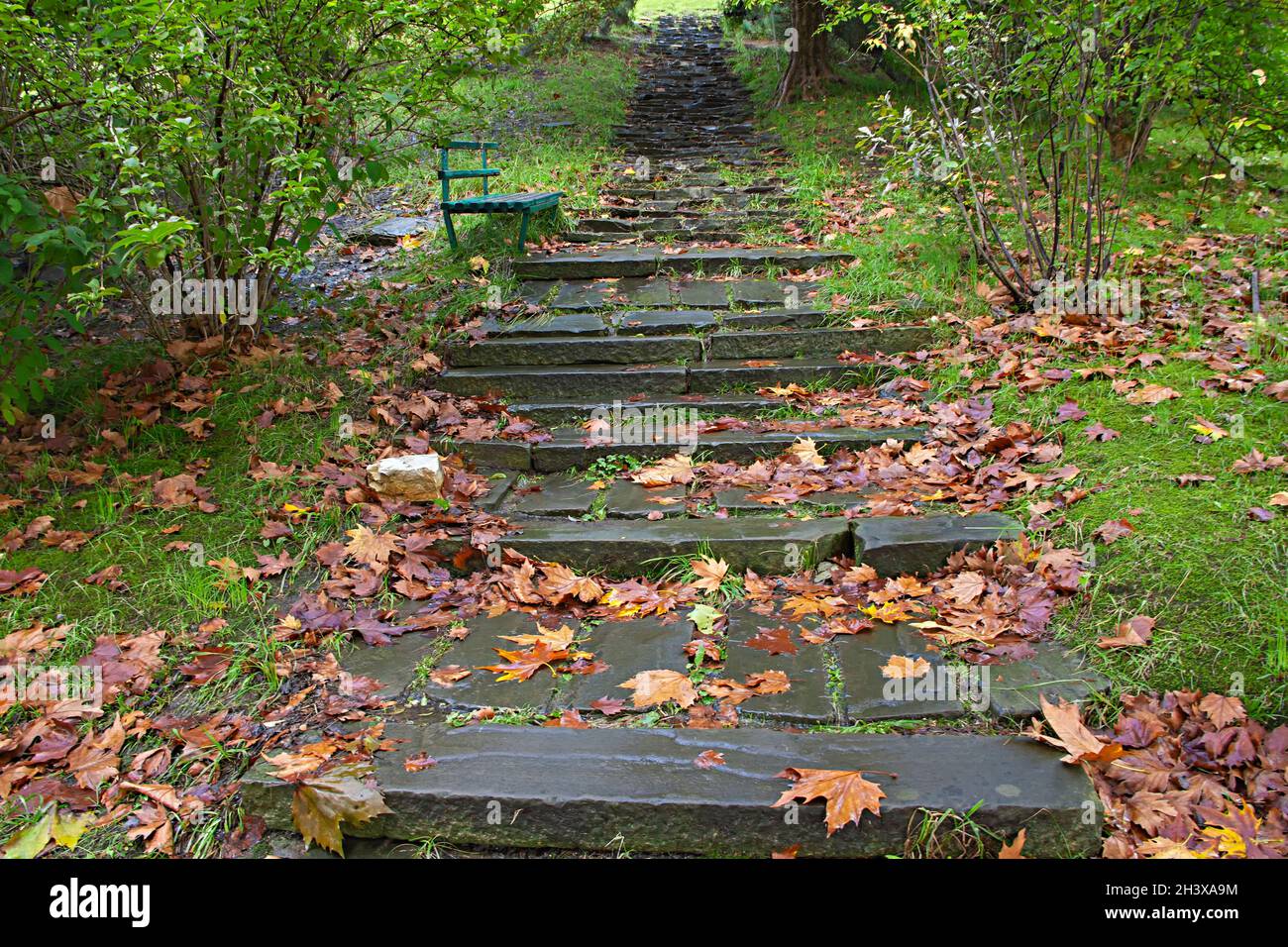 Nahaufnahme einer Steintreppe, die mit Herbstblättern und Moos bedeckt ist, und eines trockenen Baumes in einem Park Stockfoto