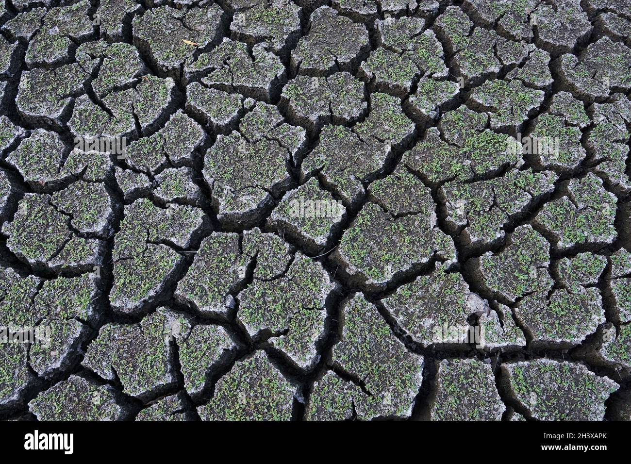 Gerissener Boden eines ausgetrockneten Sees in der Ukraine. Der Wasserstand ist in den letzten Jahren deutlich gesunken. Als Ergebnis sind viele Teiche verschwunden. Stockfoto