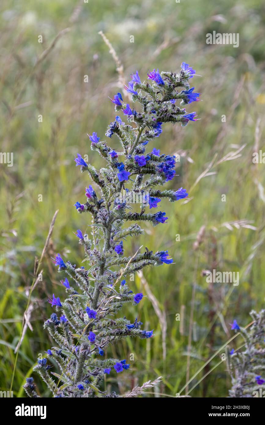 Viper's Bugloss (Echium Vulgare) wachsen auf der Klippe in der Nähe von Beachy Head Stockfoto