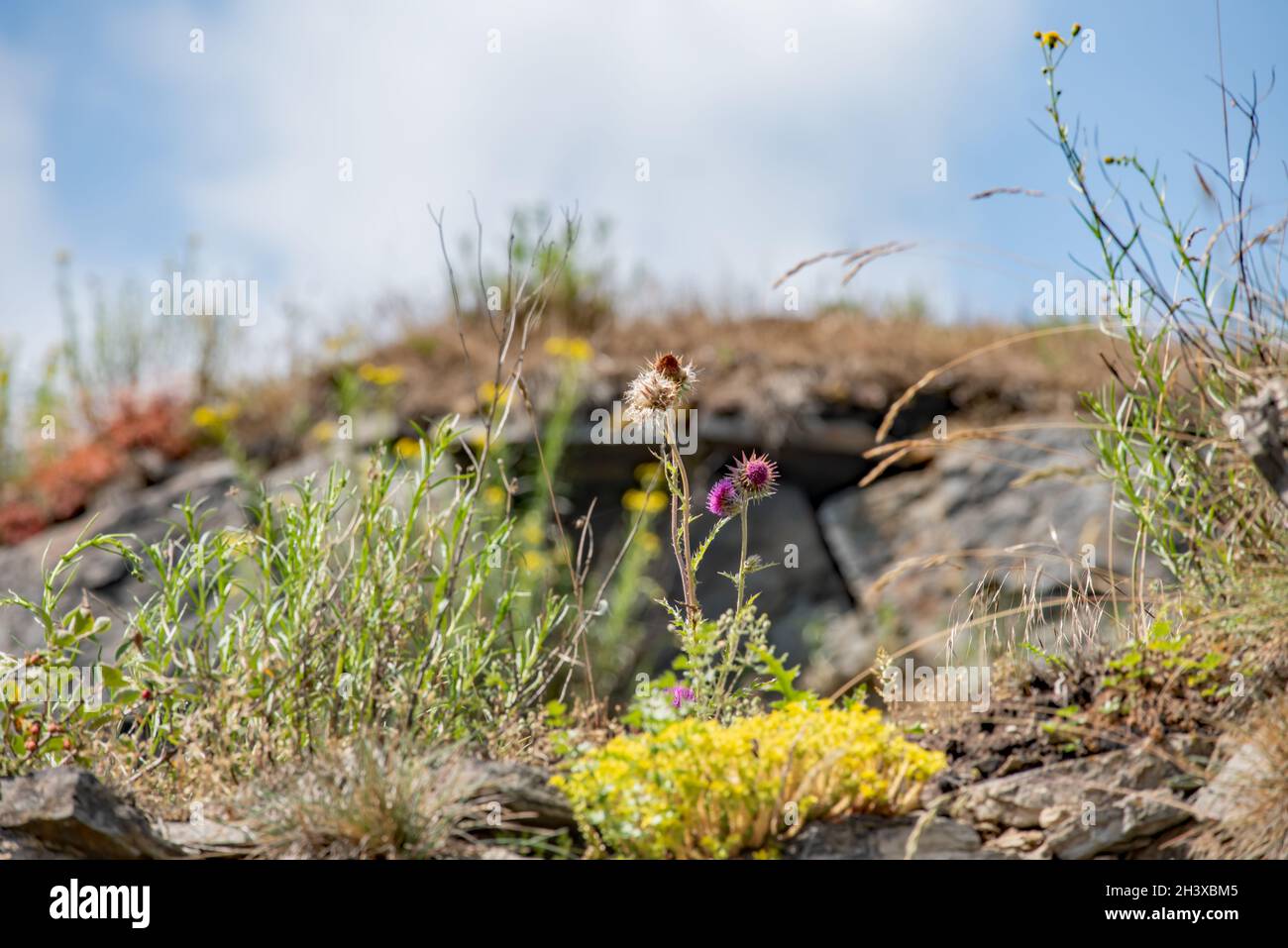 Wildpflanzen Stockfoto