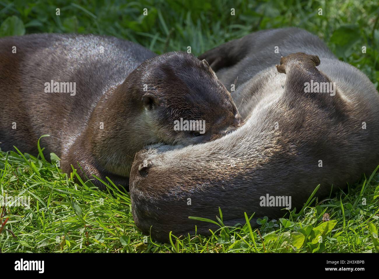 Die nordamerikanischen Flussotter (Lontra canadensis) Stockfoto