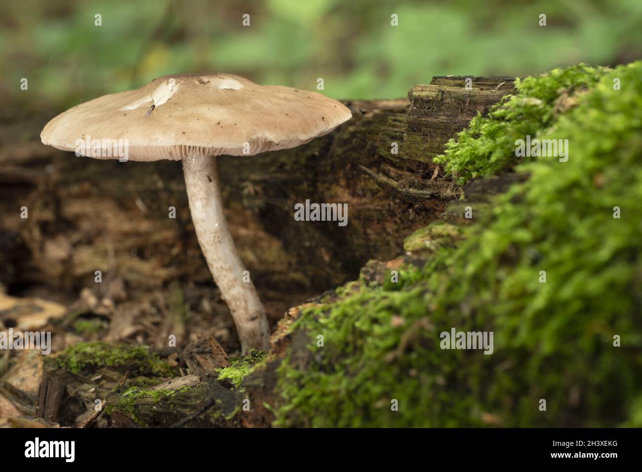 Pilze wachsen auf einem von Moos bedeckten Baumstamm im Herbstwald. Stockfoto