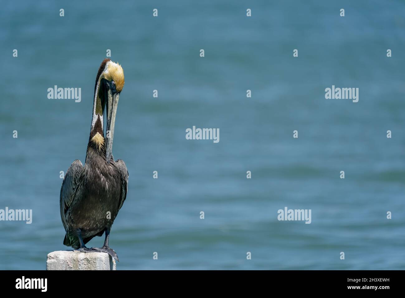 Wasservögel Genießen Das Morgenlicht Stockfoto