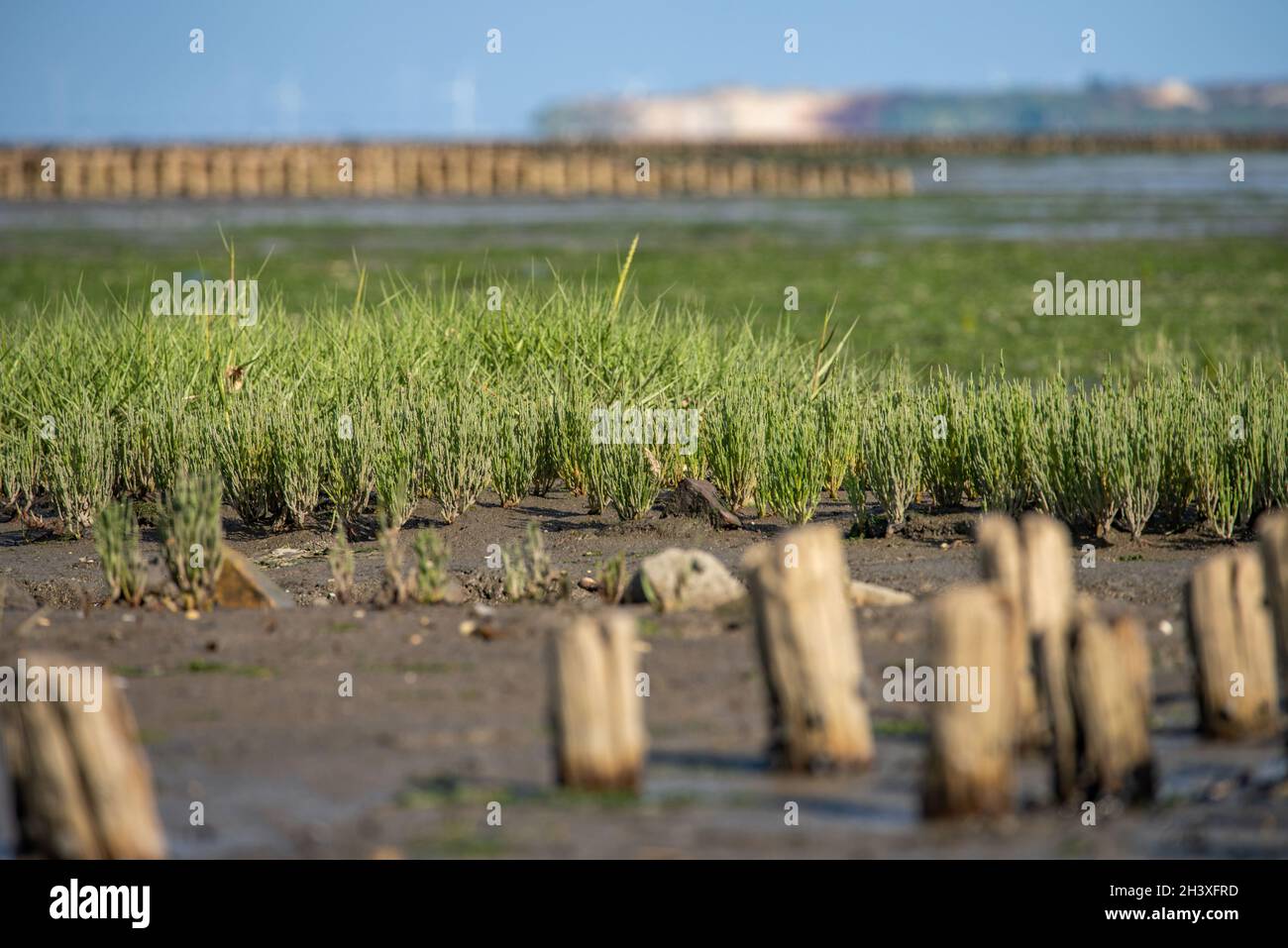 Wildgemüse Samphire Stockfoto