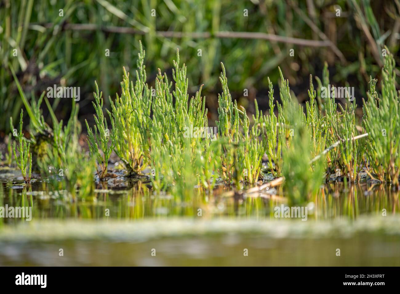 Wildgemüse Samphire Stockfoto