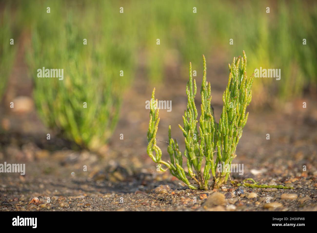 Wildgemüse Samphire Stockfoto