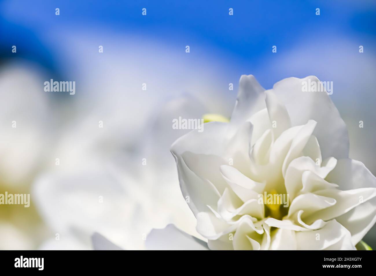 Weiße Terry-Jasmin blüht im Garten vor blauem Himmel Stockfoto