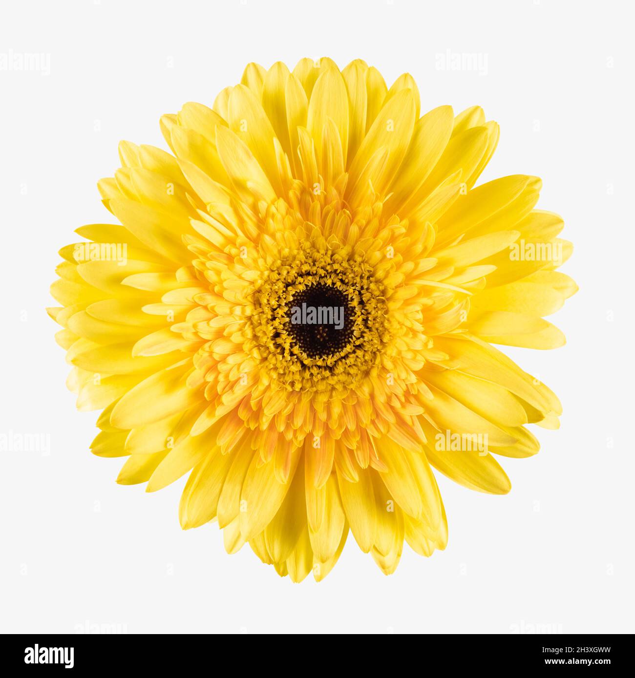 Gelbe Gerbera Blume isoliert Stockfoto