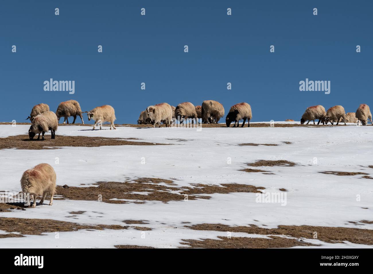 Schafe strömen auf verschneiten Hügeln Stockfoto