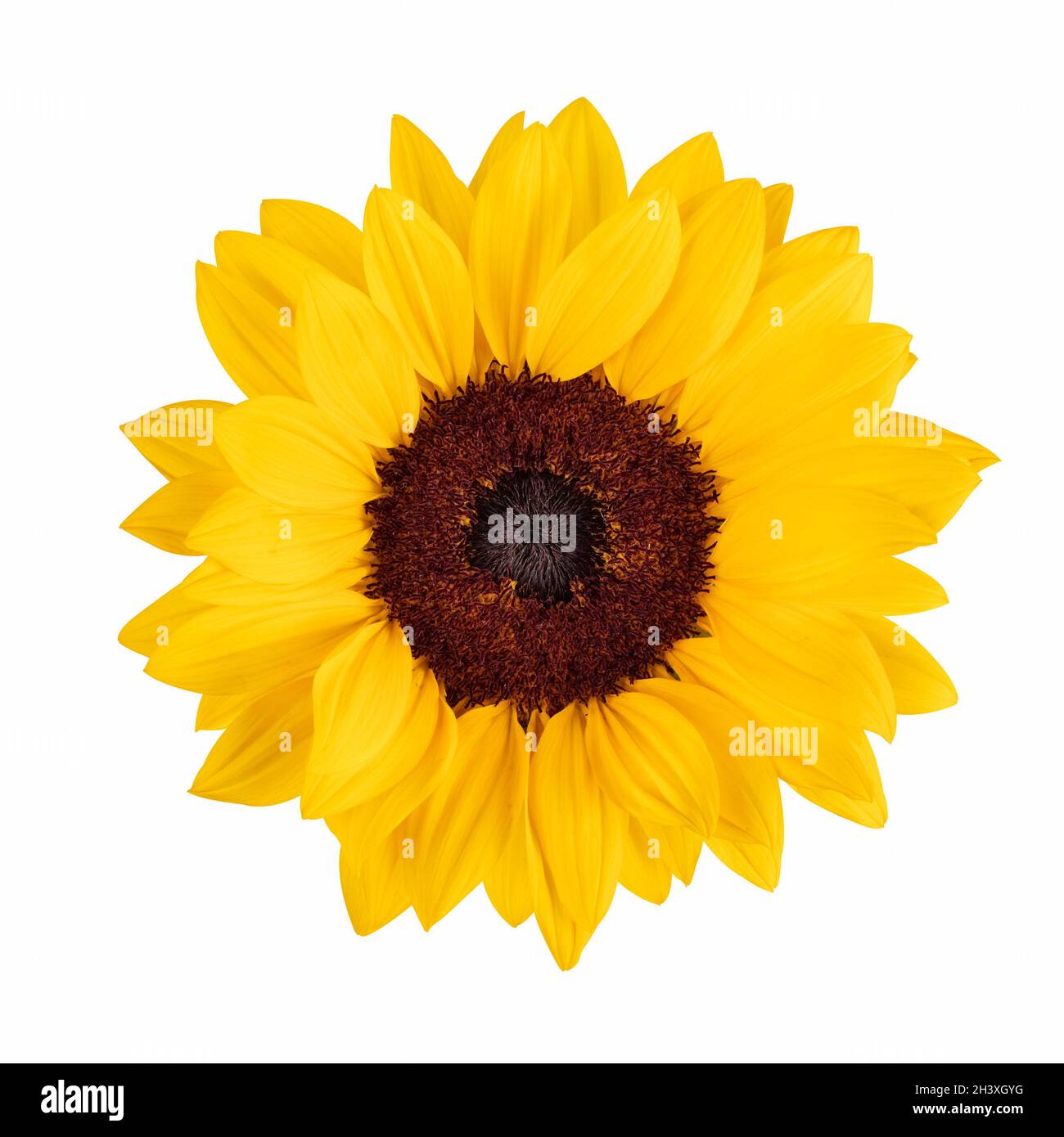 Sonnenblume in voller Blüte isoliert auf weiß Stockfoto