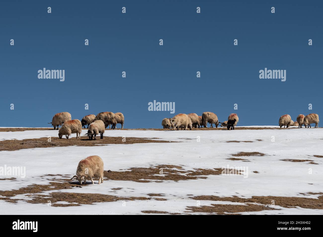 Schafe strömen auf verschneiten Hügeln vor einem blauen Himmel Stockfoto