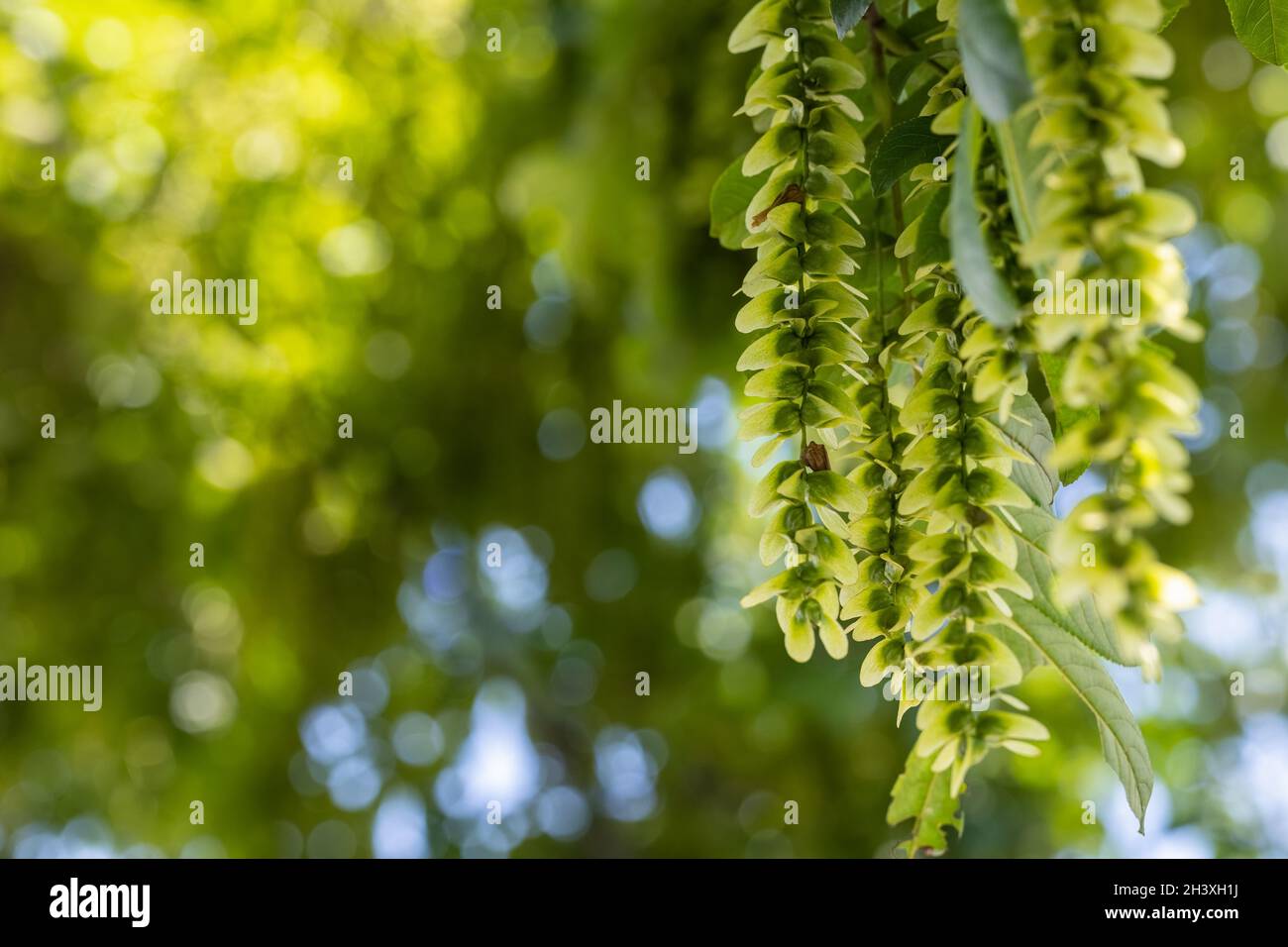 Sommer natürlicher Hintergrund von Pterocarya stenoptera Stockfoto