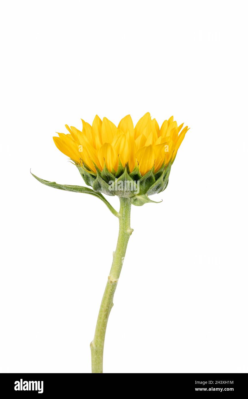 Sonnenblume, isoliert auf weiss Stockfoto