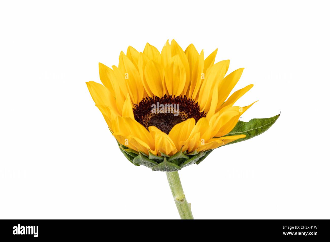 Dekorative Sonnenblume isoliert Stockfoto