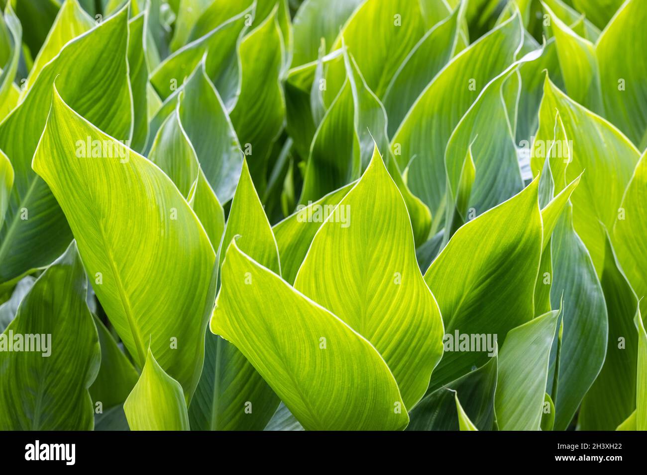 Leuchtend grüne Blätter Hintergrund Stockfoto