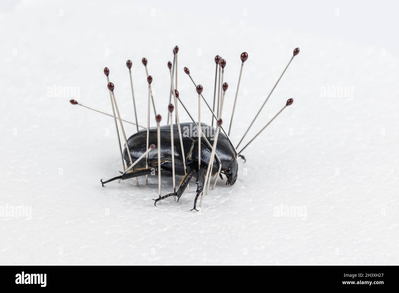 Insektenexemplarherstellung, Dunkelkäfer Nahaufnahme Stockfoto