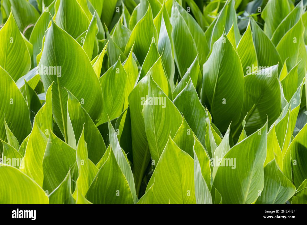 Leuchtend grüne Blätter Hintergrund Stockfoto